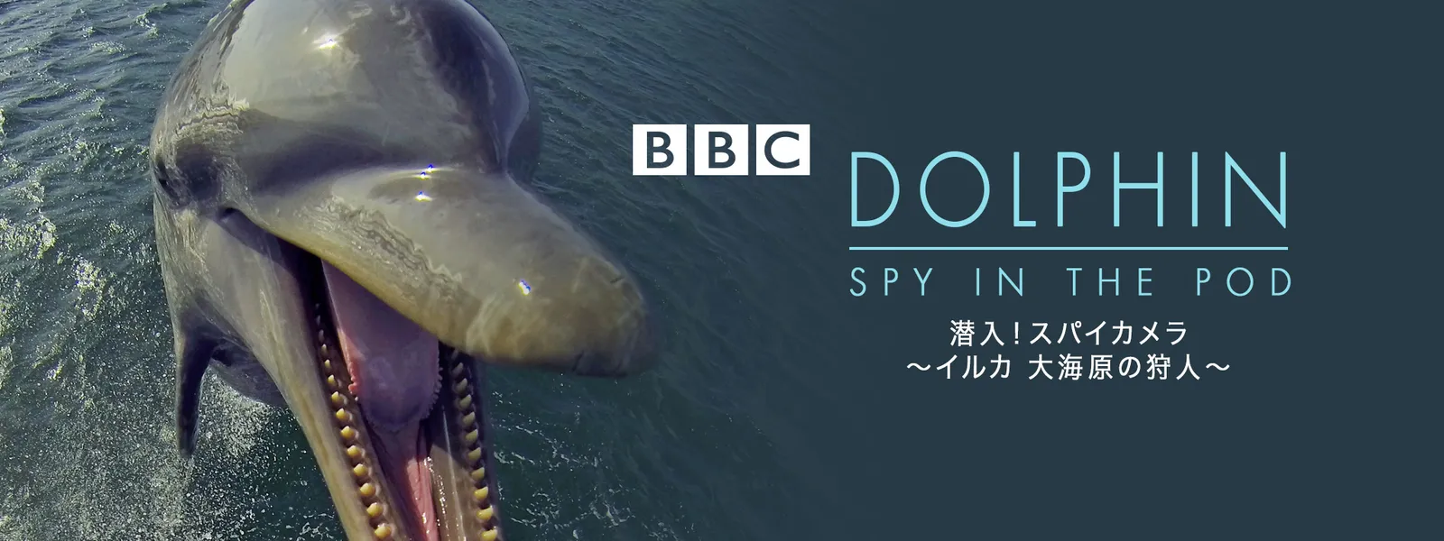 潜入 スパイカメラ イルカ 大海原の狩人 が見放題 Hulu フールー お試し無料