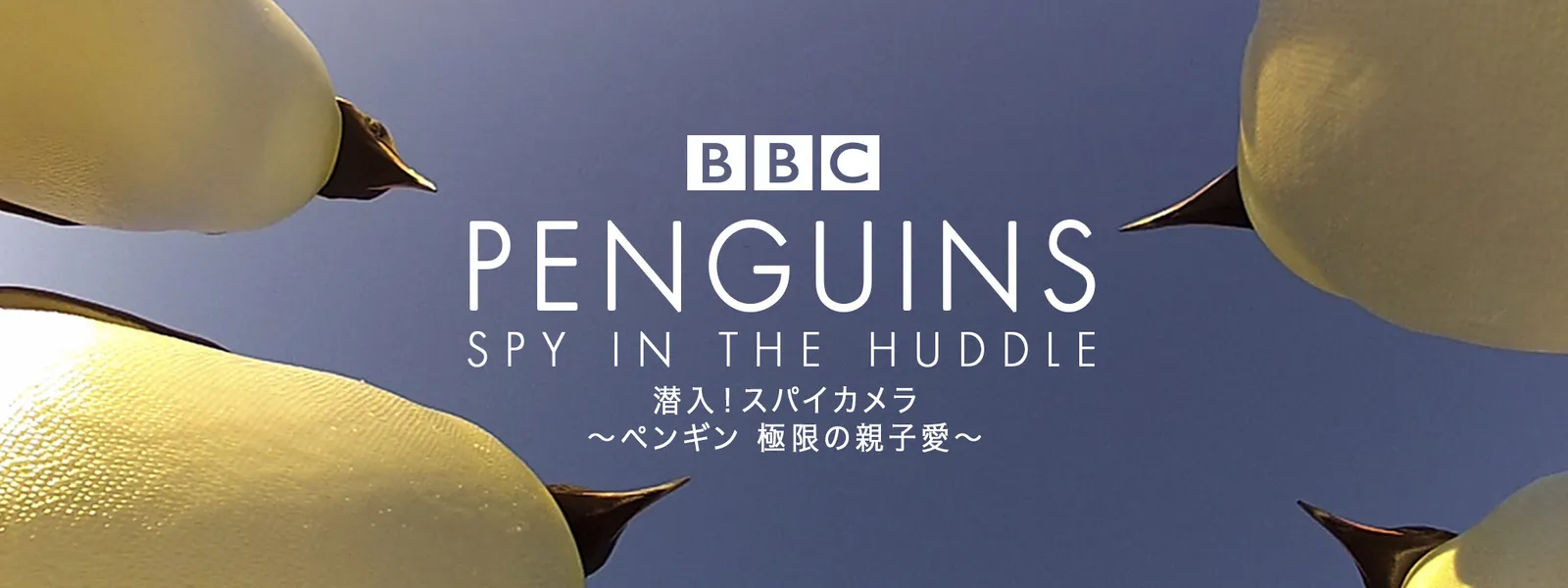 潜入 スパイカメラ ペンギン 極限の親子愛 が見放題 Hulu フールー お試し無料