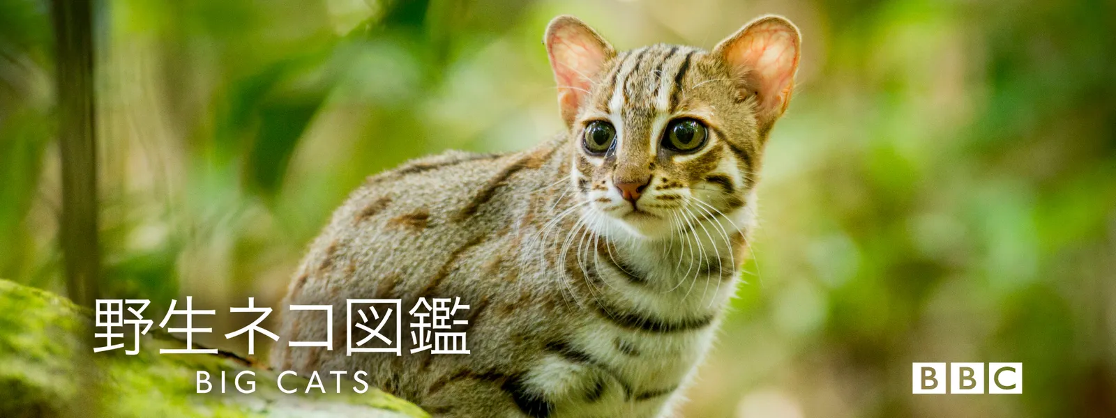 野生ネコ図鑑 が見放題 Hulu フールー お試し無料