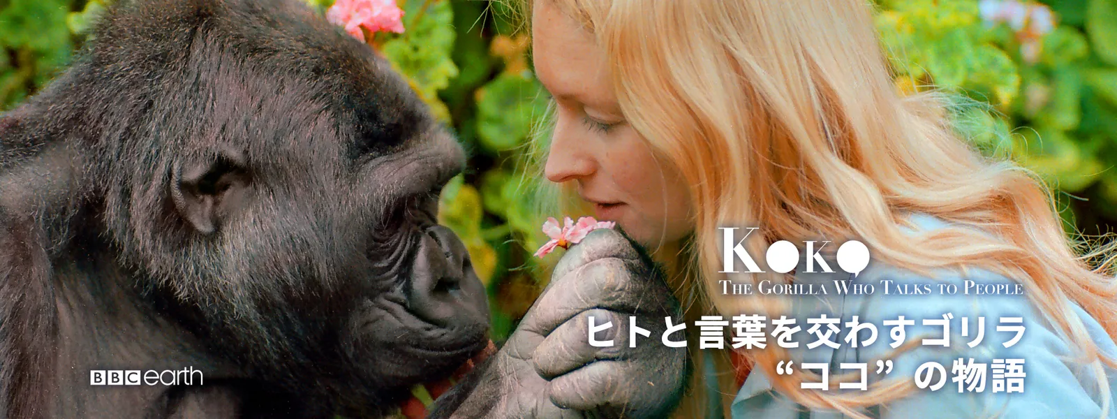 ヒトと言葉を交わすゴリラ ココ の物語 が見放題 Hulu フールー お試し無料 ヒトと言葉を交わすゴリラ ココ の物語 が見放題 Hulu フールー お試し無料