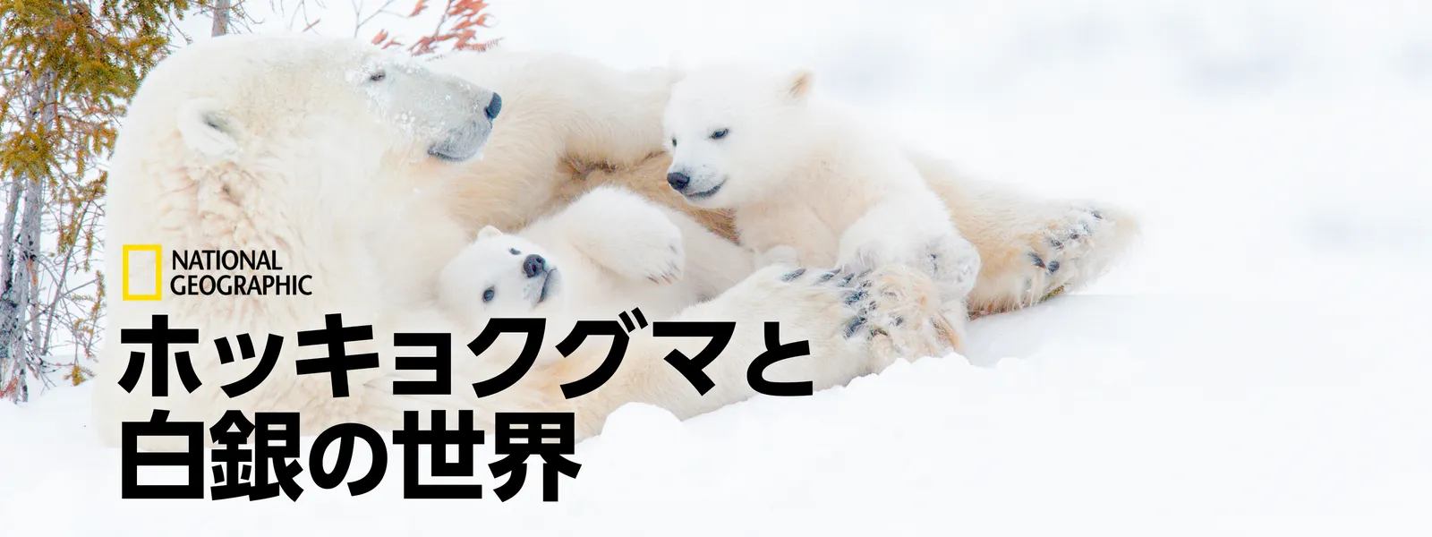 ホッキョクグマと白銀の世界 が見放題 Hulu フールー お試し無料 ホッキョクグマと白銀の世界 が見放題 Hulu フールー お試し無料